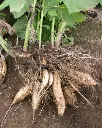 Poire de terre.webp