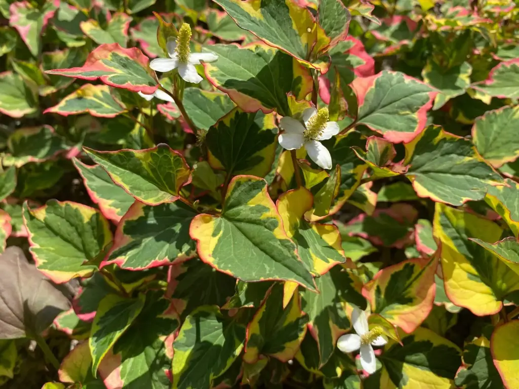 Coriandre des bois panaché