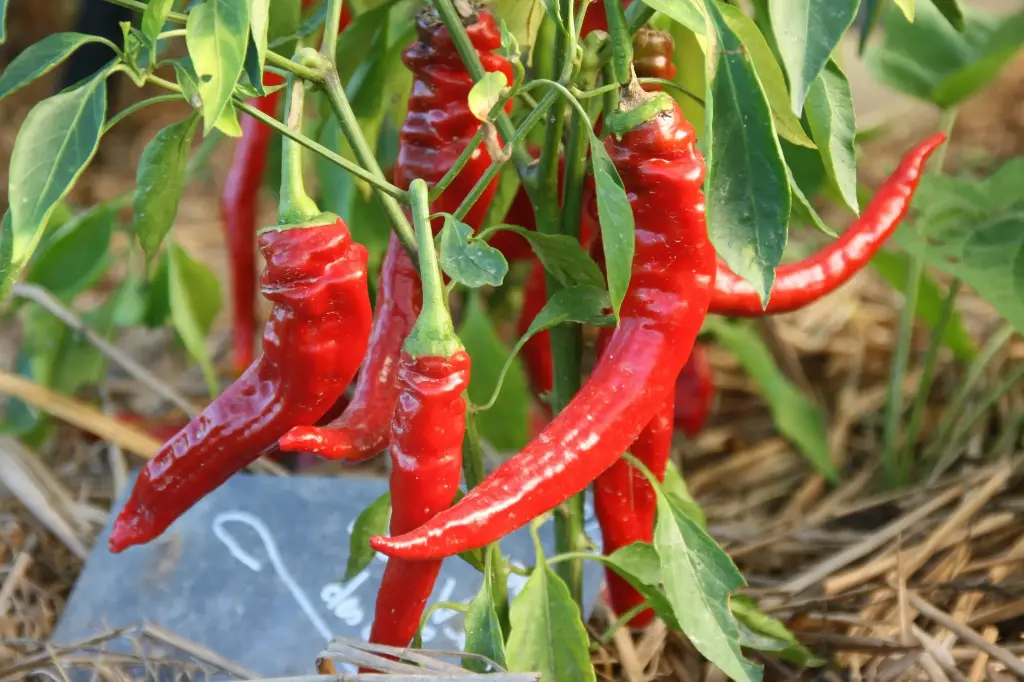 Poivron doux long des landes