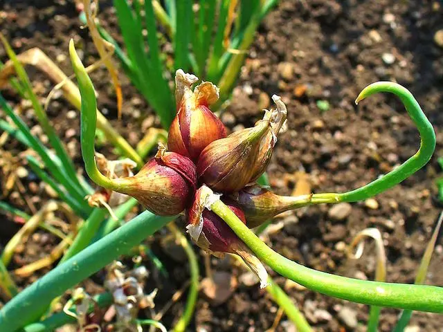 Oignon rocambole