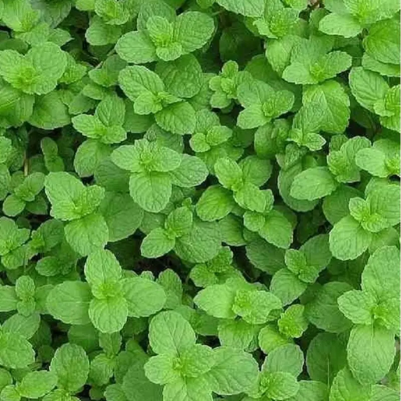 Menthe fraise