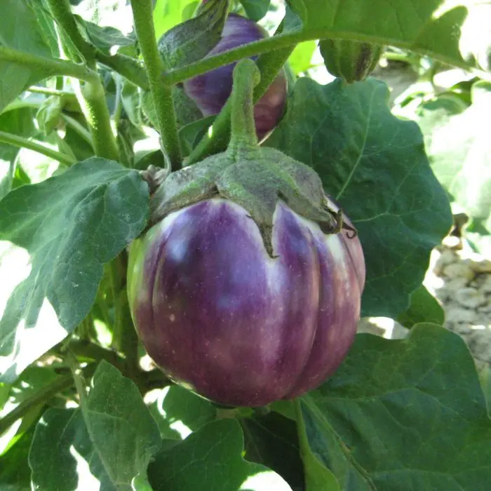 Aubergine rotonda bianca