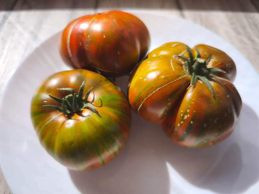 Cherokee lime stripes