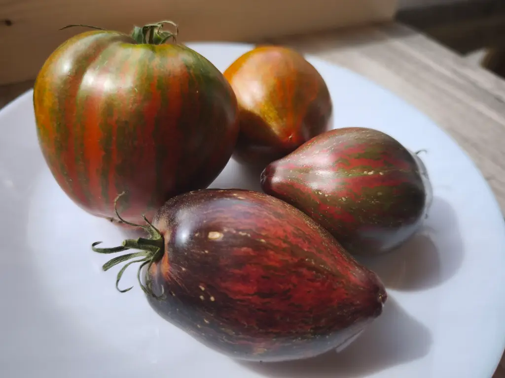 Rebel Streetfighter Prime