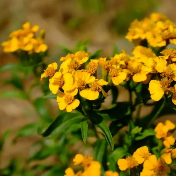 Tagète Lucidia - Estragon du Mexique