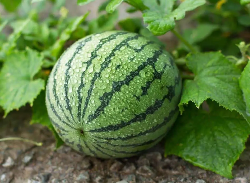 Pastèque sugar baby