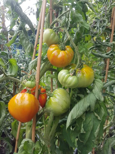 Marmande de Montpellier