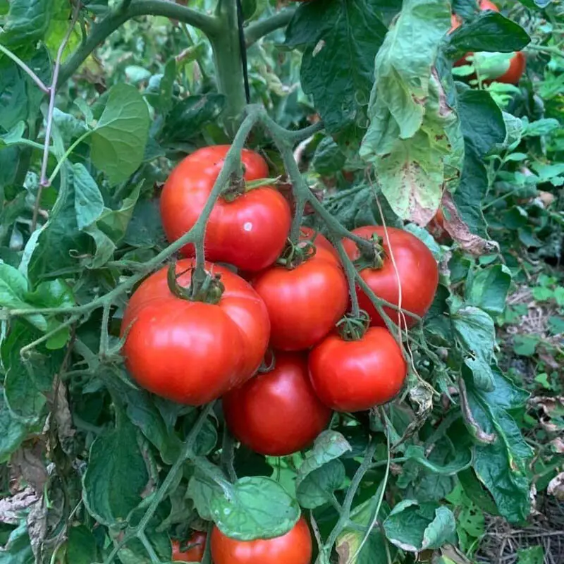Red brandywine