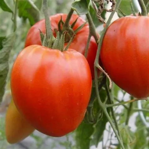 Cœur de bœuf Reif red