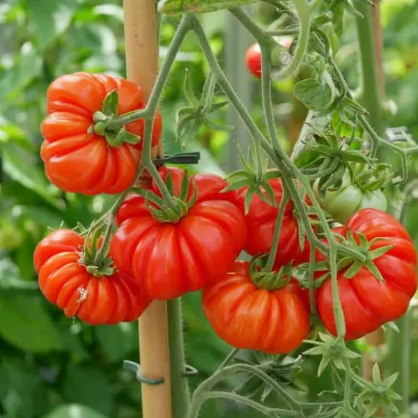Costoluto Genovese