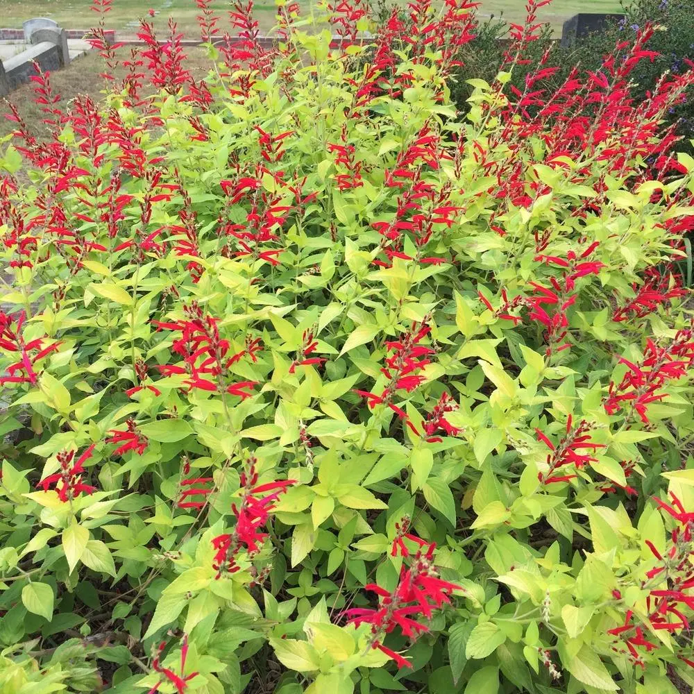 Sauge "golden delicious"