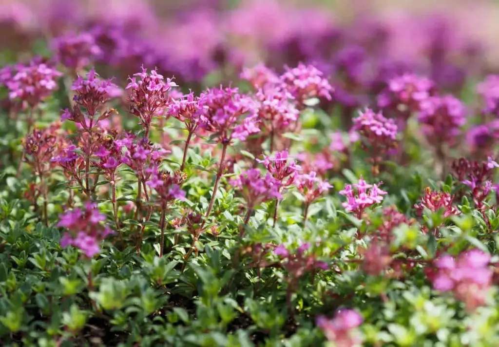 Thym serpolet