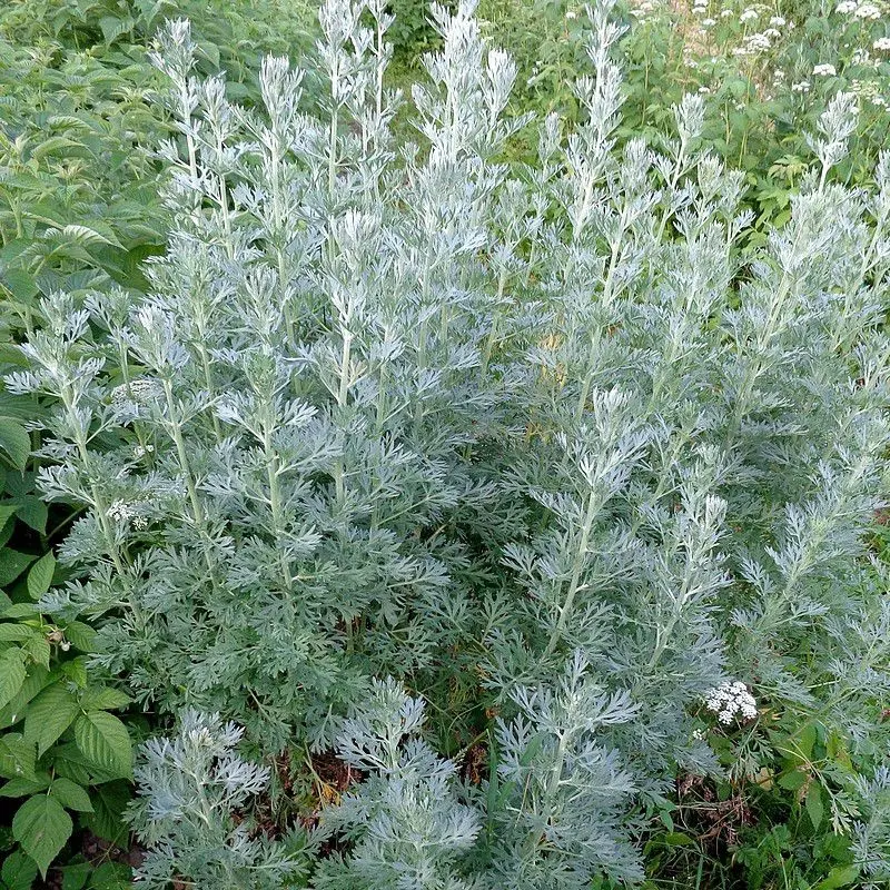 Absynthe
