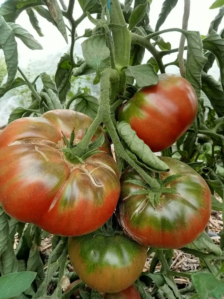Charbonnière du Berry