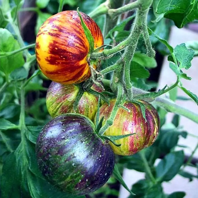 Striped of yore