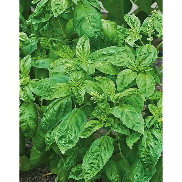 Basilic citron Mrs Burn