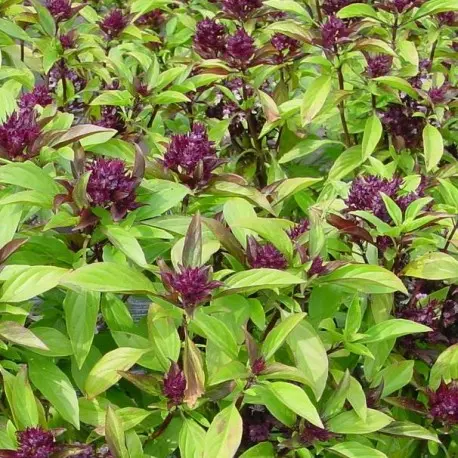 Basilic Thai