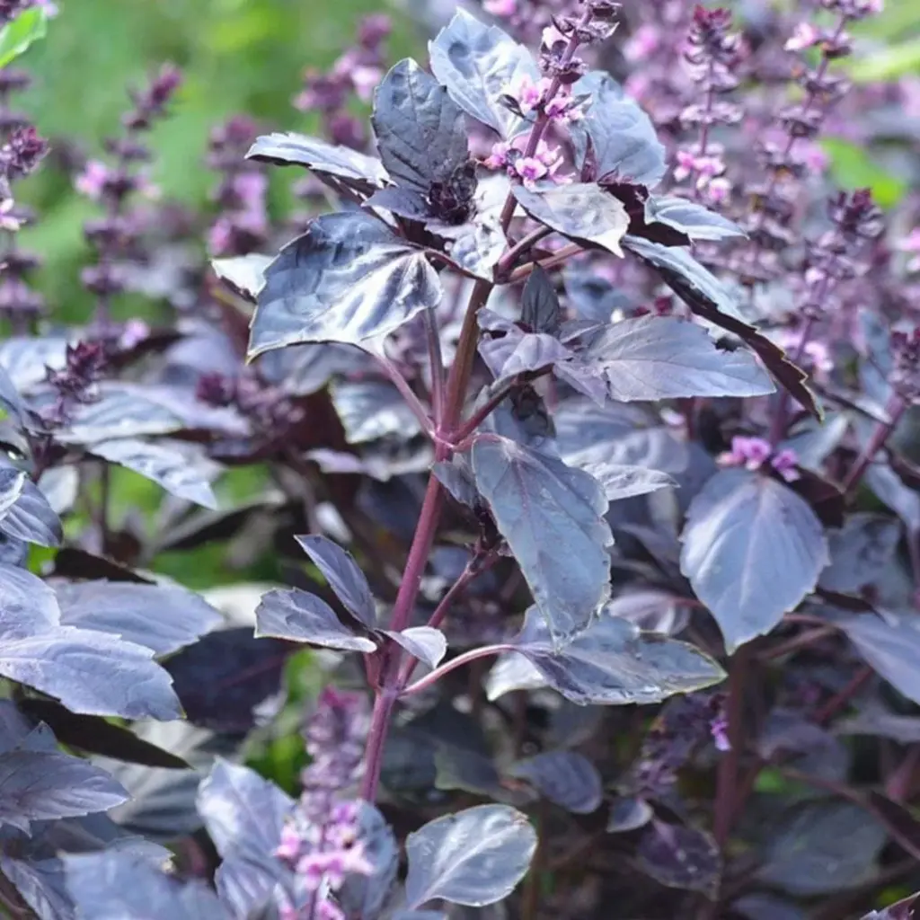 Basilic rouge osmin