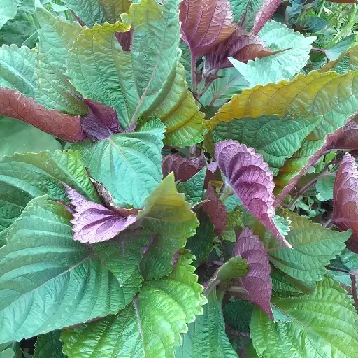 Perilla Shiso bicolore
