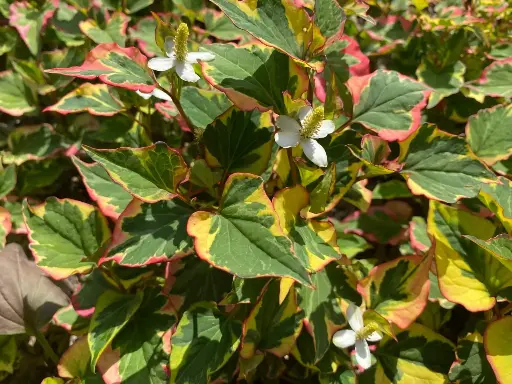 Coriandre des bois panaché