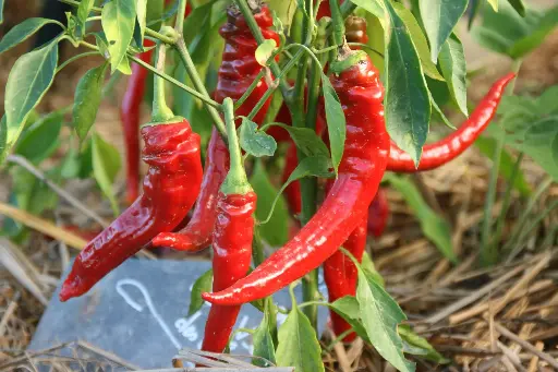 Poivron doux long des landes