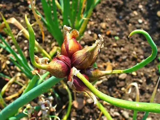 Oignon rocambole