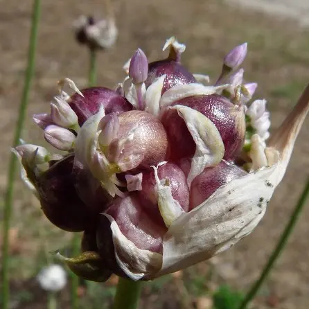 Ail rocambole