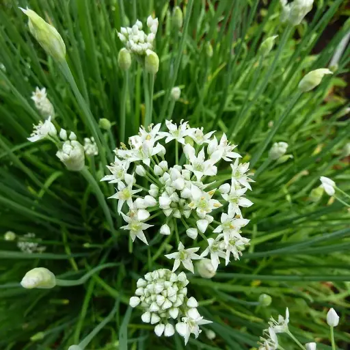 Ciboule de chine