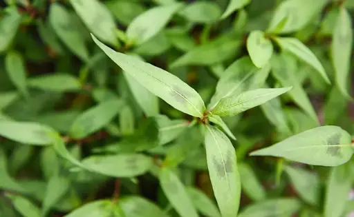 Coriandre vietnamienne