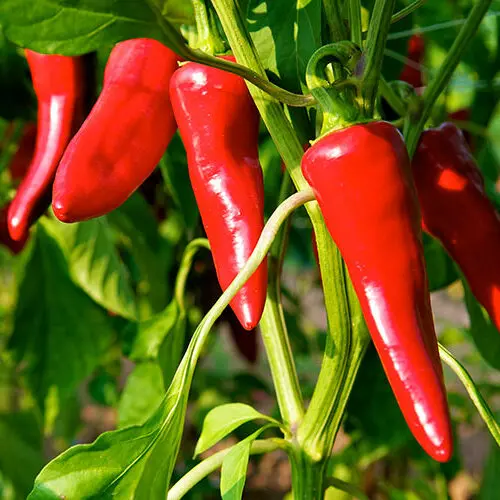 Piment d’Espelette