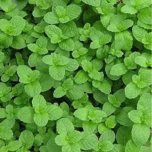 Menthe fraise