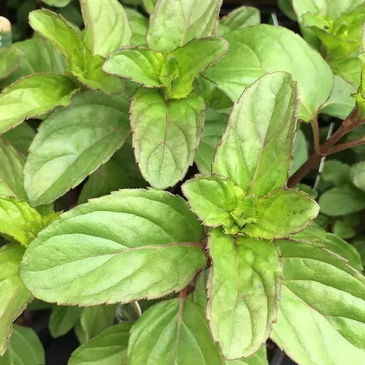 Menthe basilic