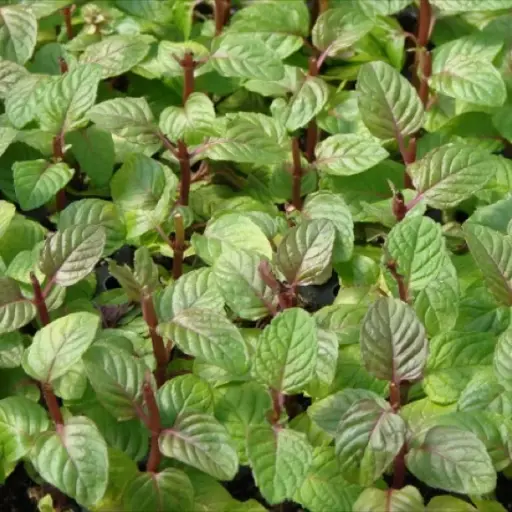 Menthe cassis