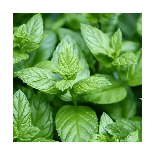Menthe agrume