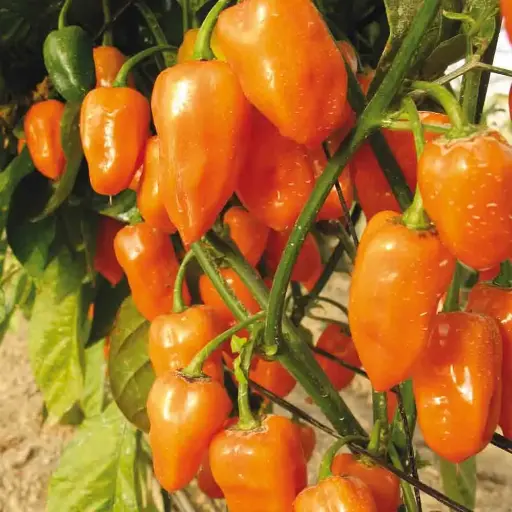 Piment habanero orange
