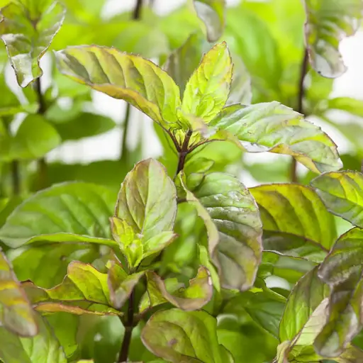 Menthe orange