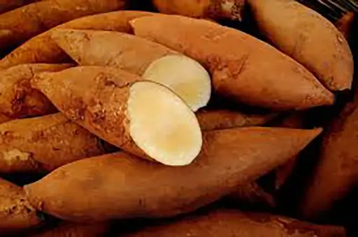 Poire de terre 