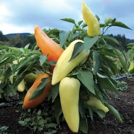 Piment Feherozon