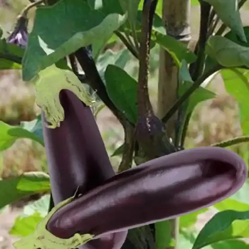 Aubergine violette de Barbentane