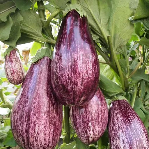 Aubergine listada de gandia