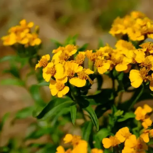 Tagète Lucidia - Estragon du Mexique