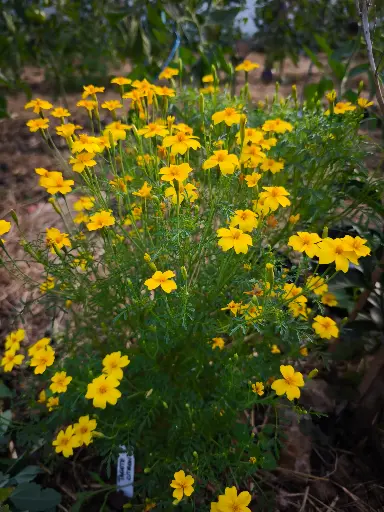 Tagète citron