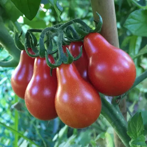 Poire rouge