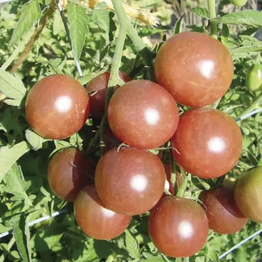Black cherry