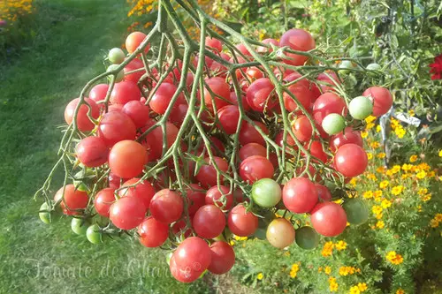 Rose quartz multiflora