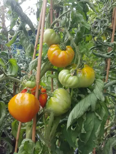 Marmande de Montpellier