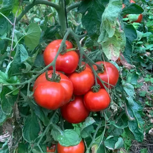 Red brandywine