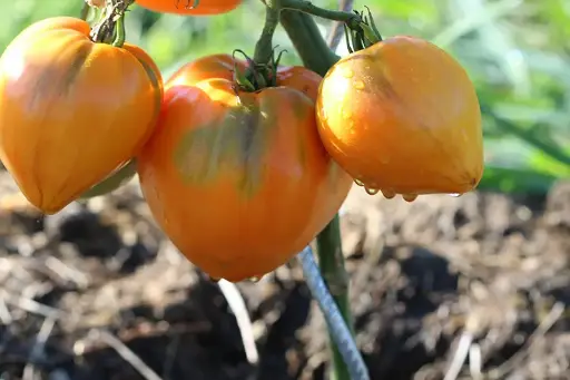 Cœur de bœuf orange