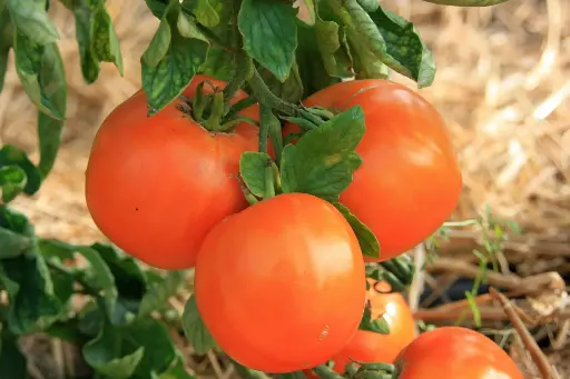 Tomate mangue