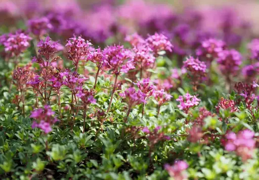 Thym serpolet
